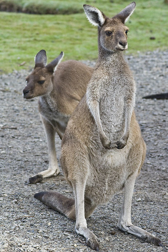 Kangaroos