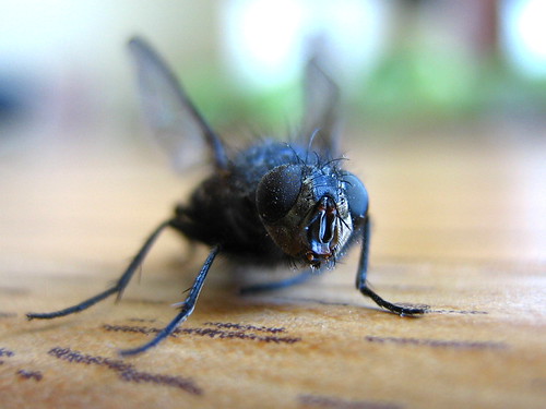 Housefly
