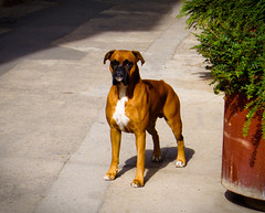 Watchdog