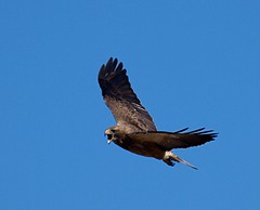 Hawk