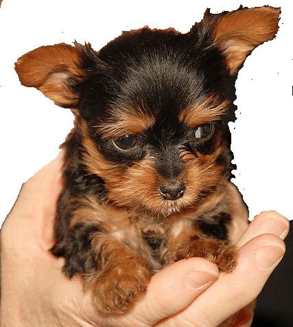 tiny yorkie puppy