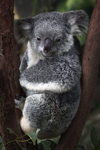 Australia: Aboriginal Culture 003