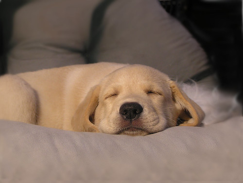 Puppys dream