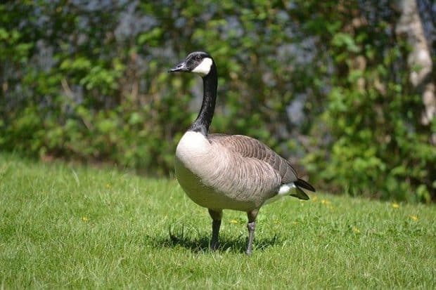 Canadian geese wild goose chasers