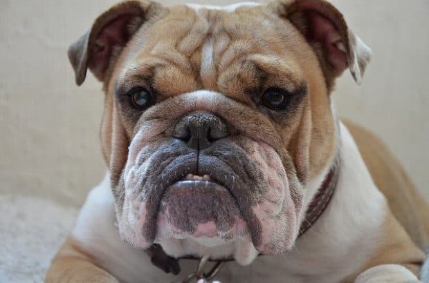 image of a bulldog