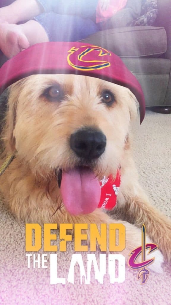 bear is allin.png
