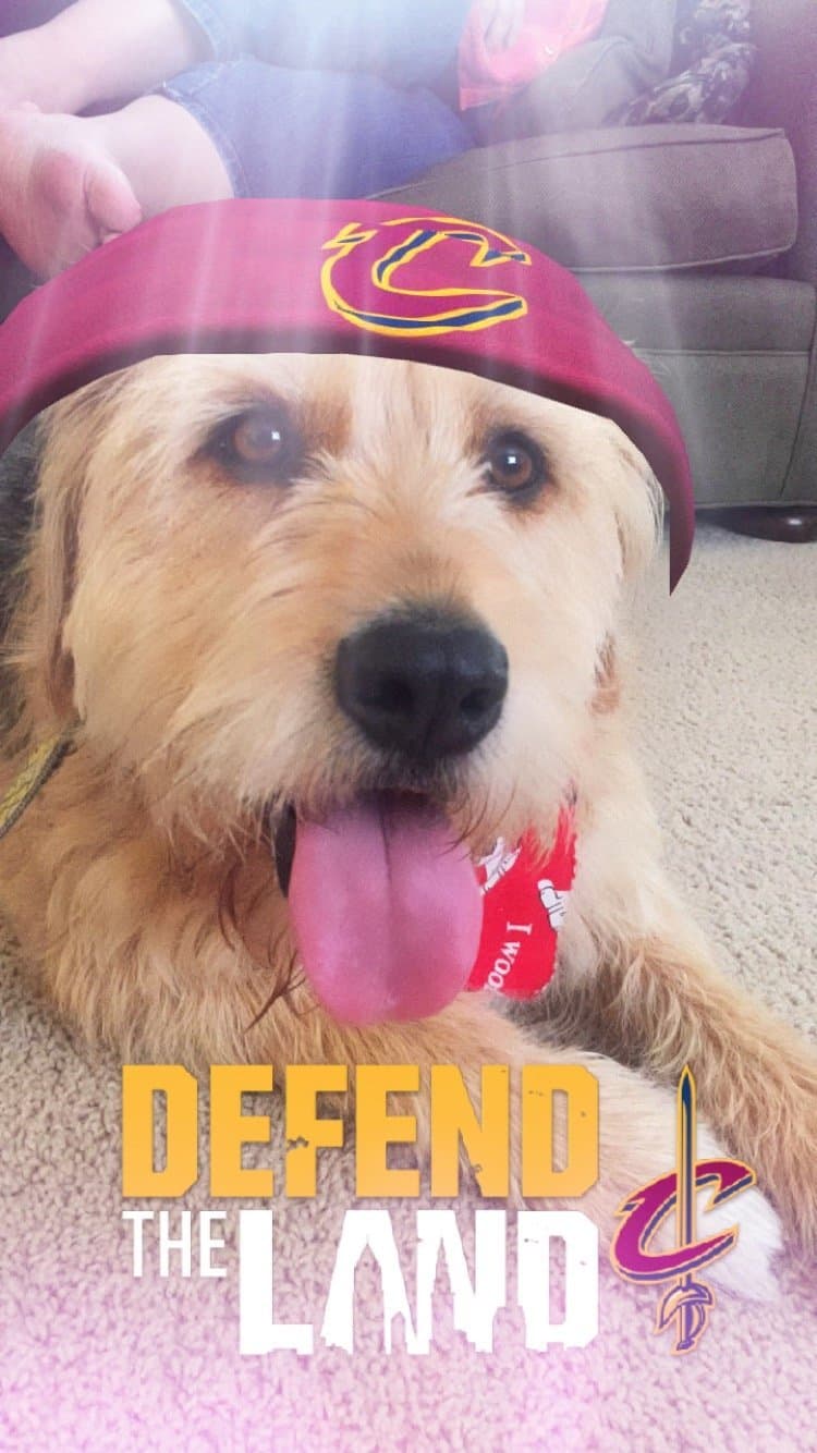 franchise dog twitter