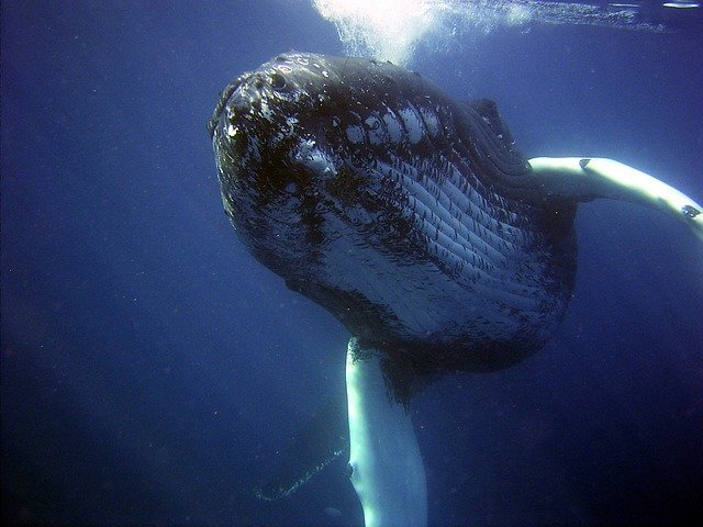 big franchise list image of a whale