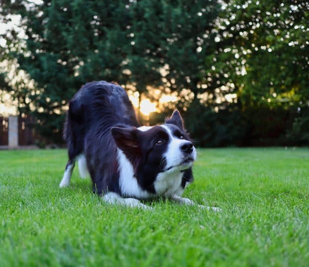border collie playing