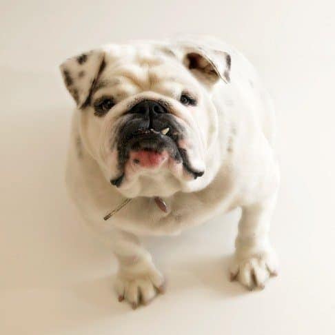 sales dog