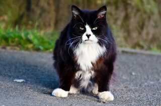 mean cat hates scams