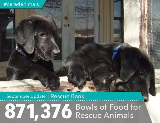 rescue bank care for animals causely