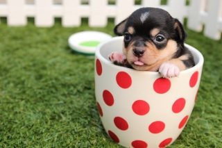 pet franchises