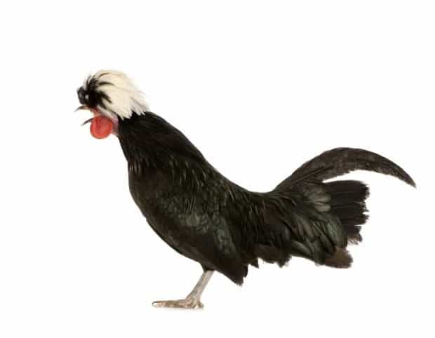 chik fil a franchise chief is clucking up the wrong tree