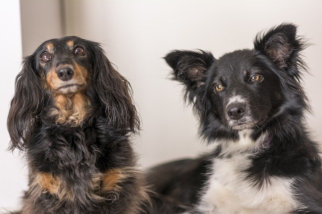 dogs