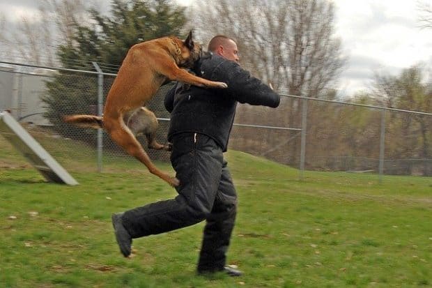 police dog