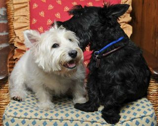 pet owner brian moran's dogs