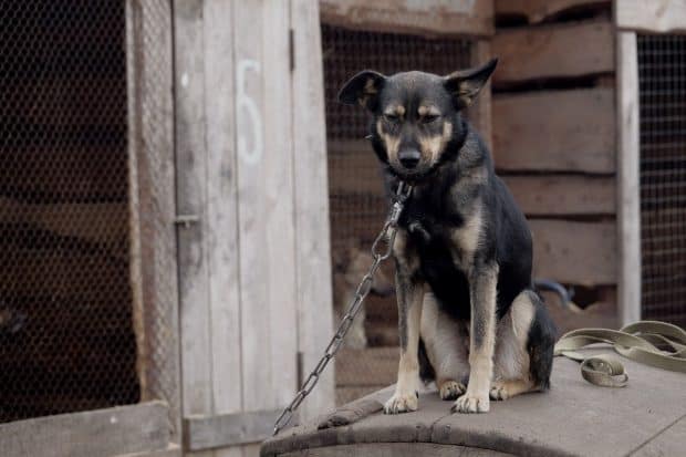 a junkyard dog
