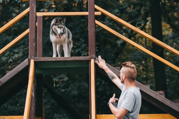 dog-training small business opportunities