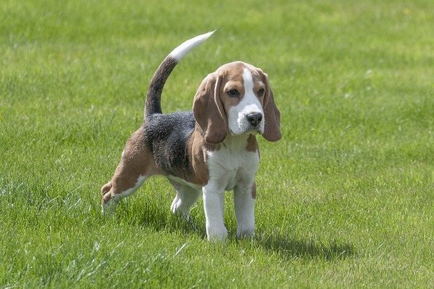 image of a cute dog