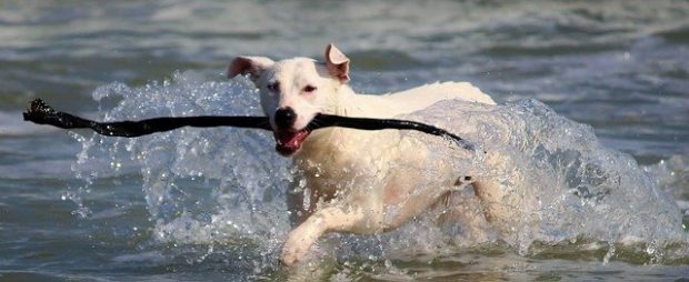 dog statistics