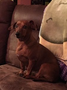 desiree wolfe dog