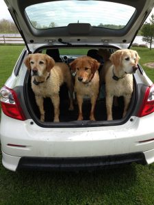3 pet dogs joe bair