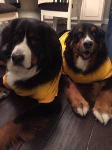klonaris dogs