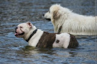 stanislaw dog image
