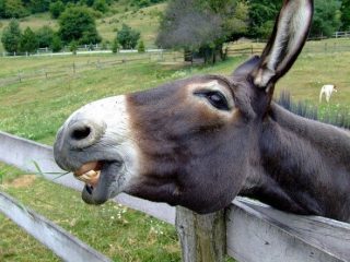 pasture