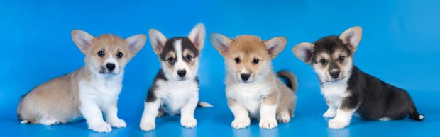 best pet franchise opportunities