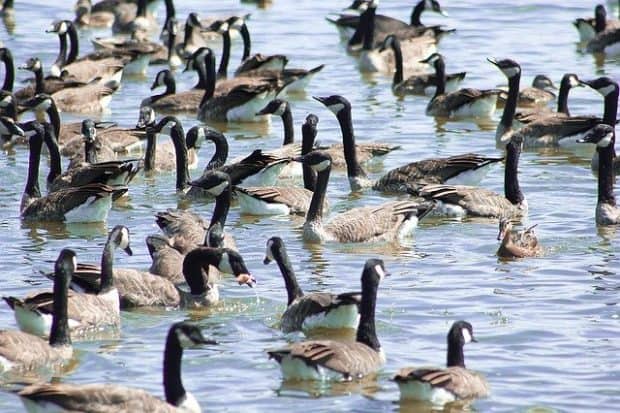 chasing a goose