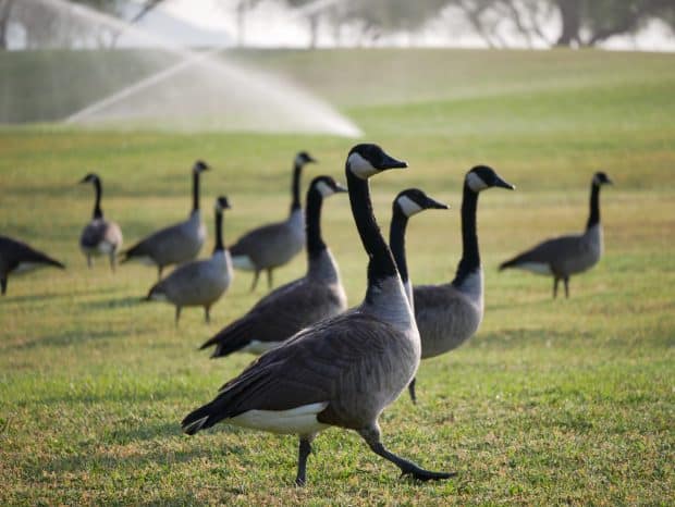 geese chasers wild goose chasers franchise business