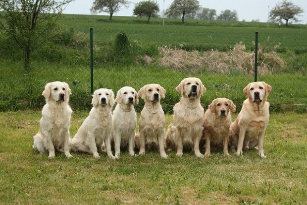 Pet Butler Franchise