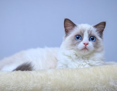 cat picture relating to story about orlando cat cafe