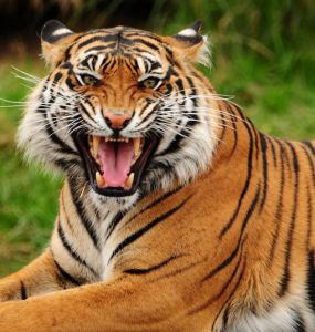 today's senior care franchisees need to be tigers