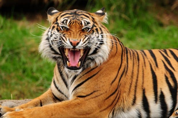 today's senior care franchisees need to be tigers