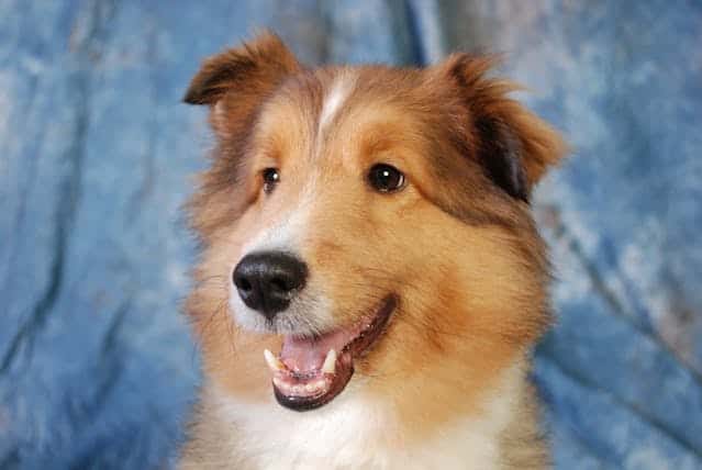 best pet franchises