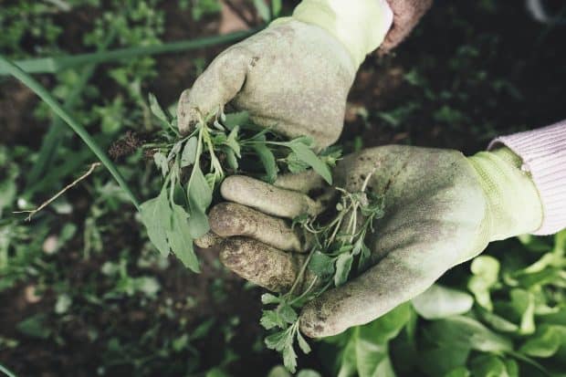 getting in the weeds
