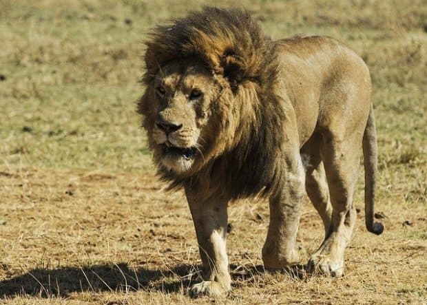 a franchise owner is a fearless lion