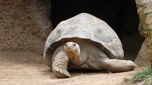 too slow