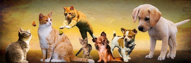 opportunities in pet franchising report from franchise direct