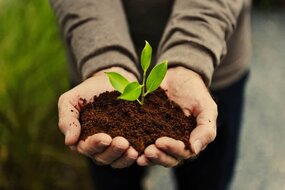 plant one of these