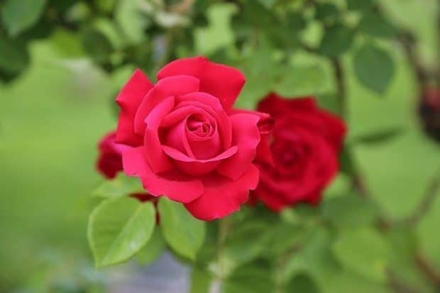 roses are red