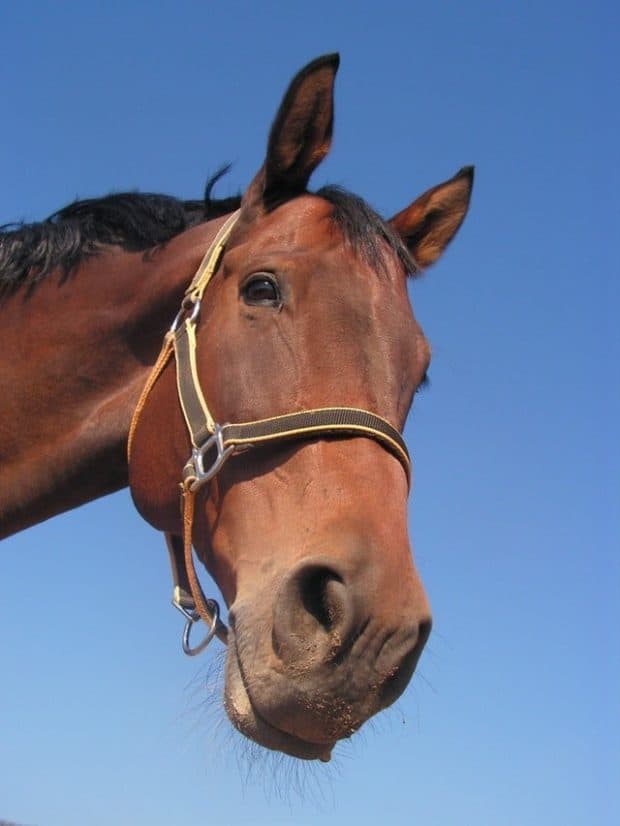 cart before the horse image referring to buying fdd's from an fdd exchange