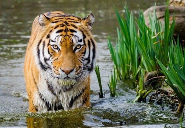 tiger dominating his territory