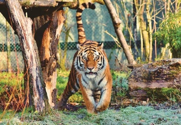 sales tiger needed
