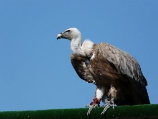 like vultures