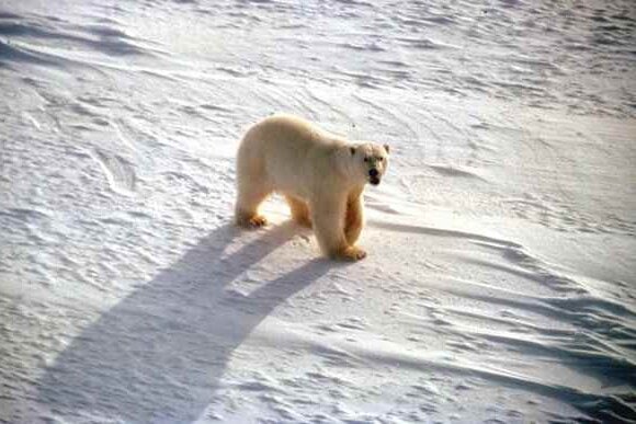 polar caps