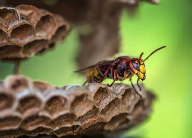 pest control franchises are essential business